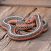 Common Garter Snake - Photo (c) Kyle Holloway, all rights reserved, uploaded by Kyle Holloway