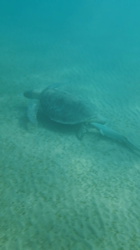Green Sea Turtle — seen at this dive site