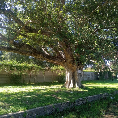 sycamore fig