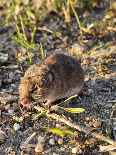 Lusitanian pine vole