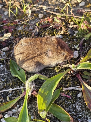 Lusitanian pine vole