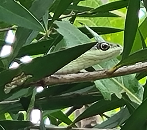 Common Tree Snake sighting