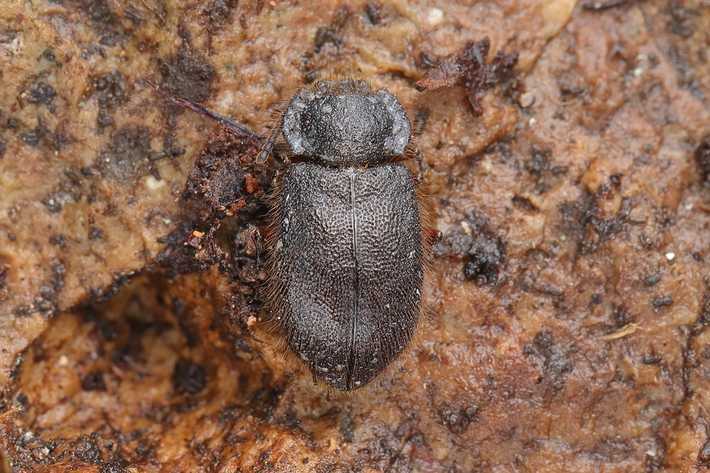 Anaedus unidentatus from 中国浙江省绍兴市新昌县 on March 20, 2025 at 12:11 PM by 汪 ...