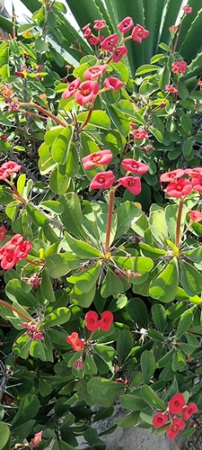 Crown-of-Thorns