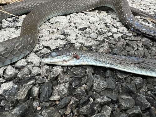 Common Tree Snake sighting