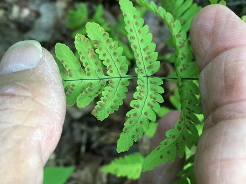 northern oak fern