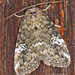 Gray Marvel Moth - Photo (c) Alain Hogue, all rights reserved, uploaded by Alain Hogue