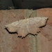 Obtuse Euchlaena Moth - Photo (c) Steve Wagner, all rights reserved
