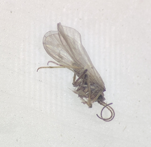 Coniopteryx