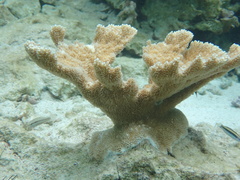 Elkhorn Coral