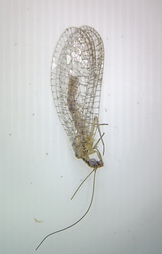 Eremochrysa punctinervis
