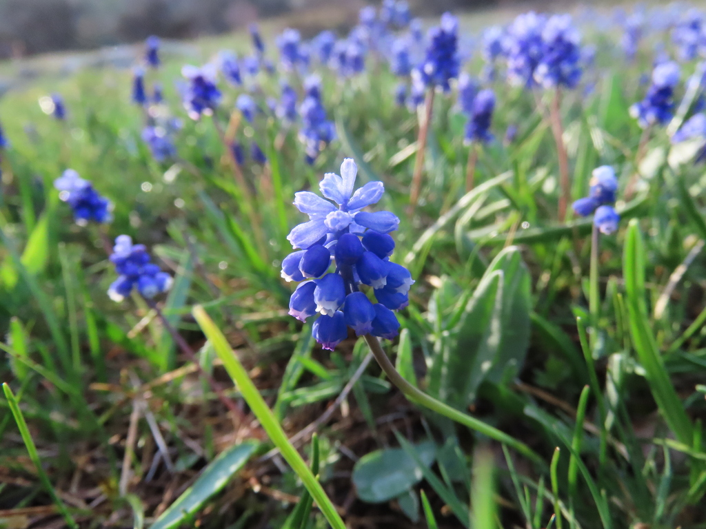 Grape hyacinth