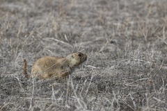 Black-tailed Prairie Dog