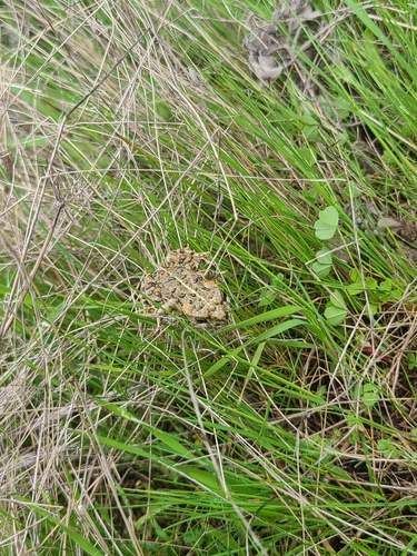 iNaturalist observation photo of Western Toad
