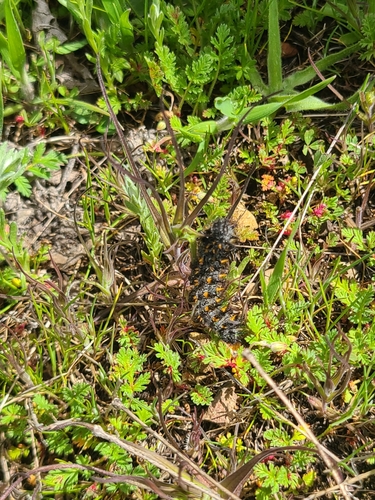 iNaturalist observation photo of Variable Checkerspot