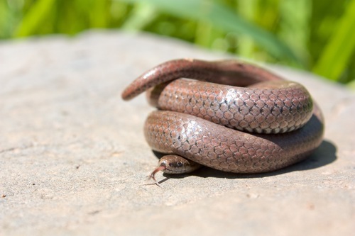 Common Sharp-tailed Snake