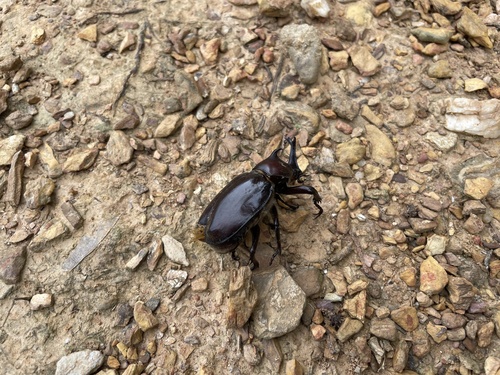 Japanese Rhinoceros Beetle