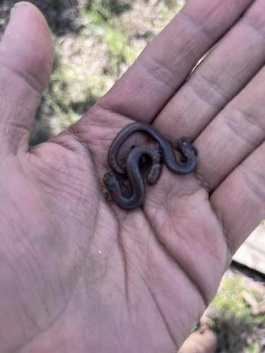 iNaturalist observation photo of California Slender Salamander