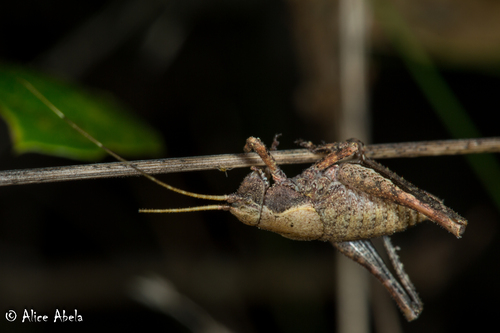 iNaturalist observation photo of Diminutive Shieldback