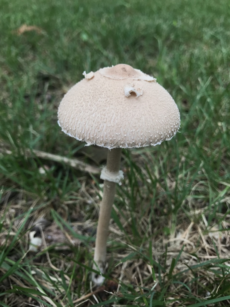Macrolepiota in August 2019 by phillsfungi. I believe this is