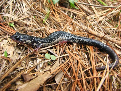 Sequoyah Slimy Salamander