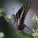 Mariposa Cometa Golondrina Negra - Photo (c) Tripp Davenport, todos los derechos reservados