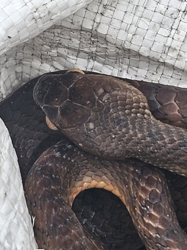 Brown Tree Snake sighting