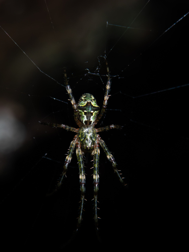 Tetragnatha trituberculata