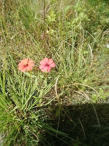 Peruvian zinnia
