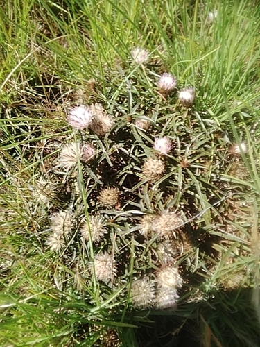 Grassveld Karmedik