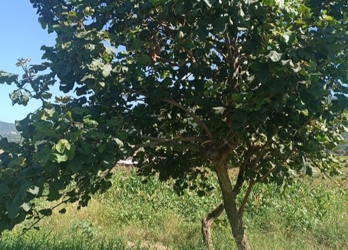 chewing gum tree