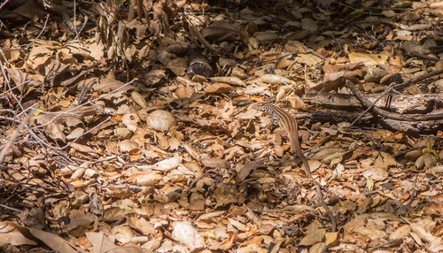 iNaturalist observation photo of Western Whiptail