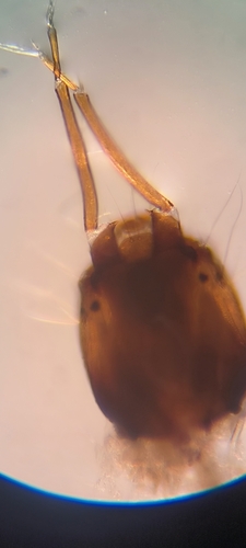 Micropsectra recurvata