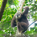 Malaysian Lar Gibbon - Photo (c) 許順業 Koh Soon Yap, all rights reserved, uploaded by 許順業 Koh Soon Yap