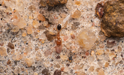 Trichomyrmex aberransTrichomyrmex aberrans