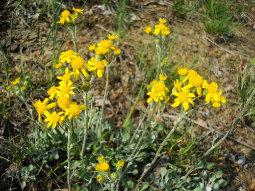 Packera antennariifolia (Britton) W.A.Weber & Á.Löve