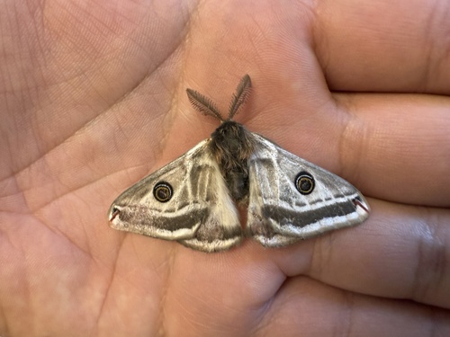 Agapema dyari