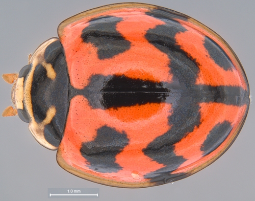 Six-spotted Zigzag Ladybird (Cheilomenes sexmaculata) · iNaturalist