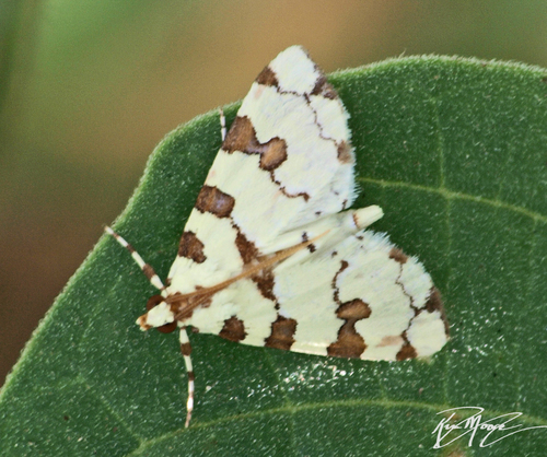 Eight-barred Lygropia Moth