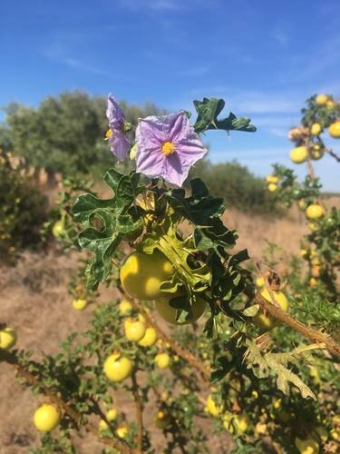 Yellow Bitter-apple