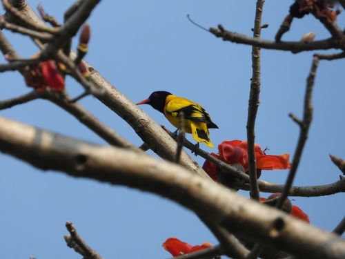 Black-hooded Oriole