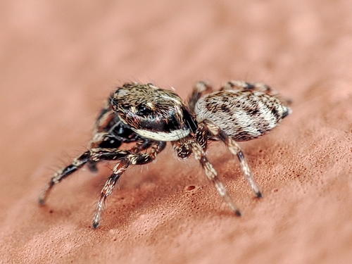 Salticus mutabilis