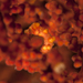 Observation photo
