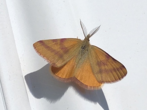 Purple-barred Yellow
