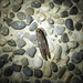 Lophoptera longipennis - Photo (c) 陳彥臻, todos los derechos reservados, subido por 陳彥臻