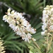 Coastal Pepperbush - Photo (c) strgzzr, all rights reserved, uploaded by strgzzr