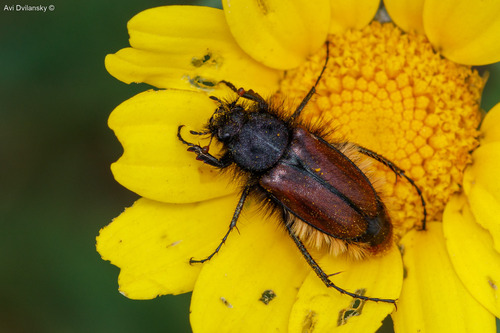 Pygopleurus orientalis