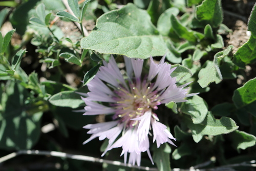 Iberian knapweed