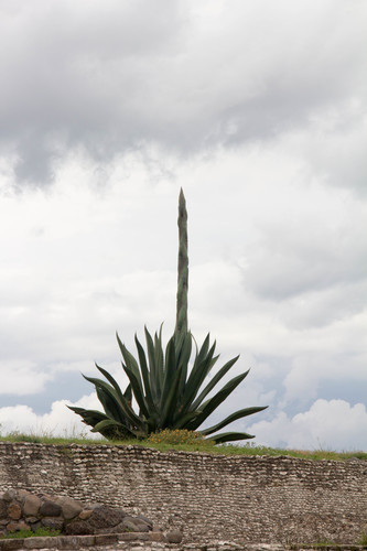 Giant Century Plant