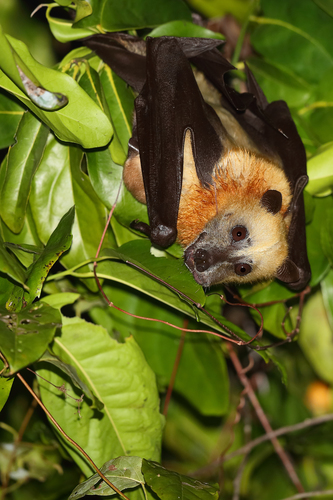 Kei Flyingfox (Pteropus keyensis) · iNaturalist